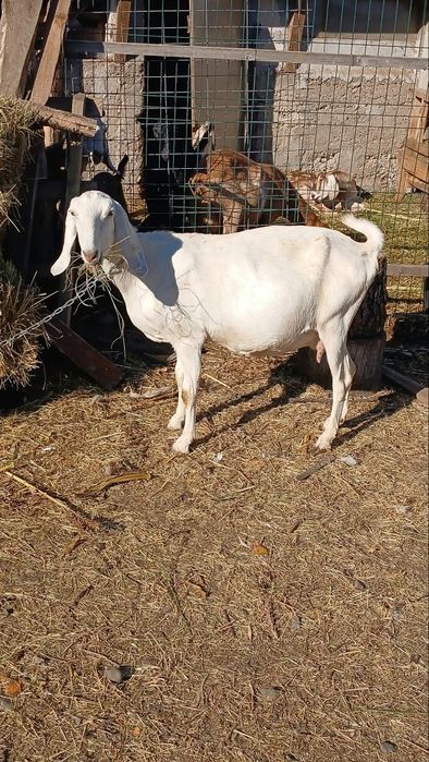 Capra alba anglo-nubiana