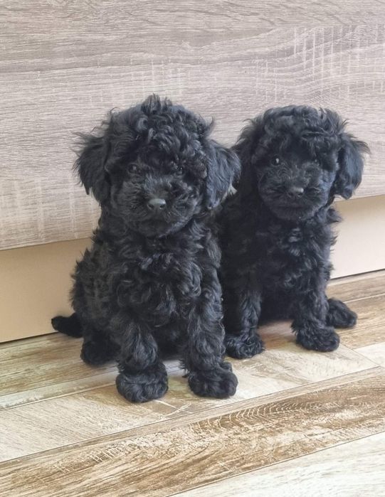 Той Пудел МИНИ пудел