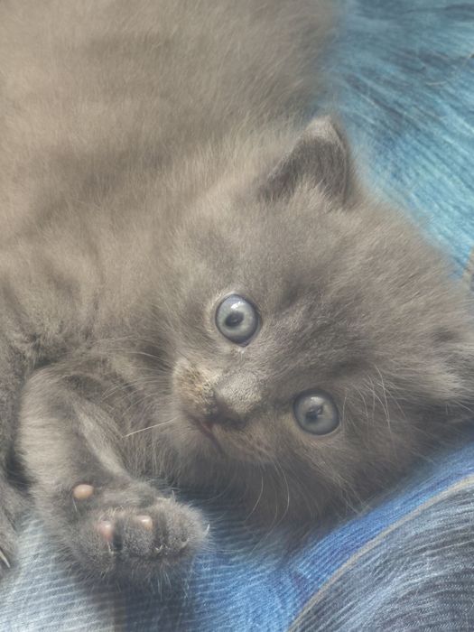 Отдам котёнка в добрые руки
