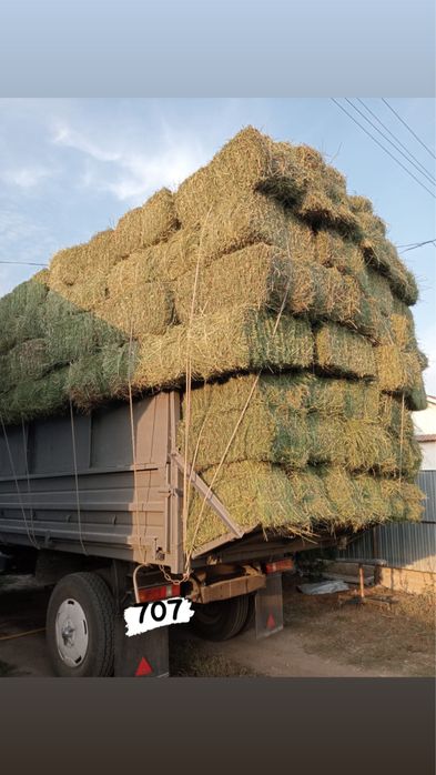 Люцерна Чистый для чистокровной лошадей