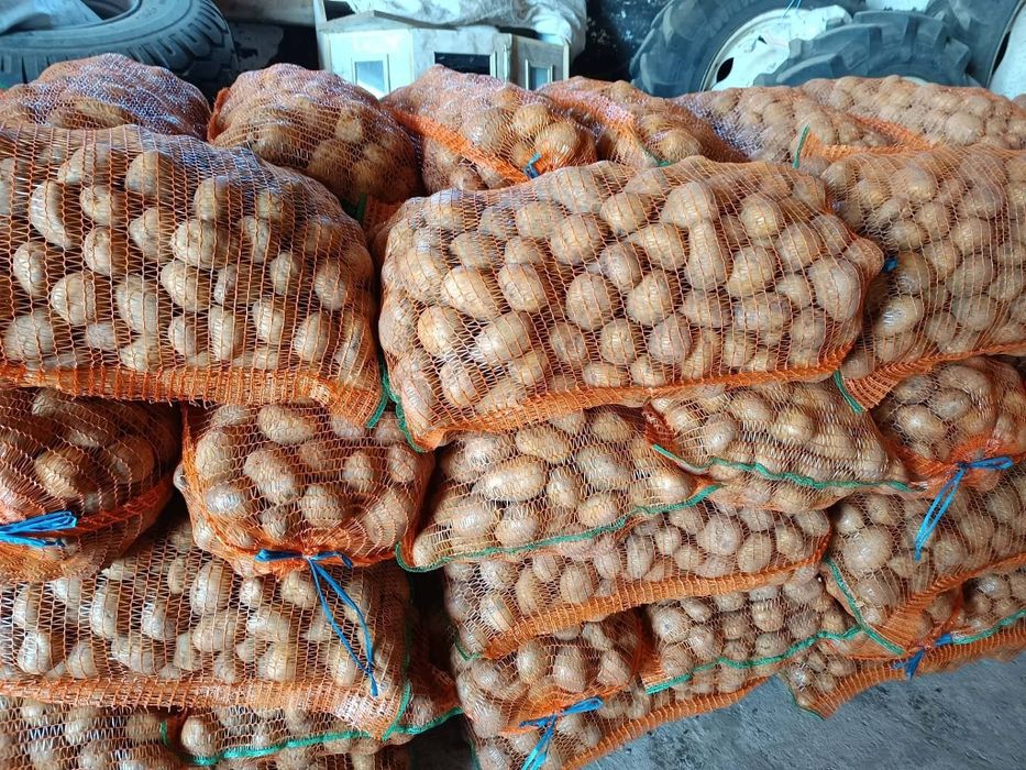 Cartofi consum Carrera, sămânță Edison