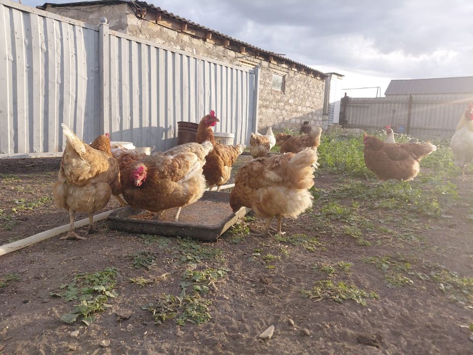 продам куры ломан браун