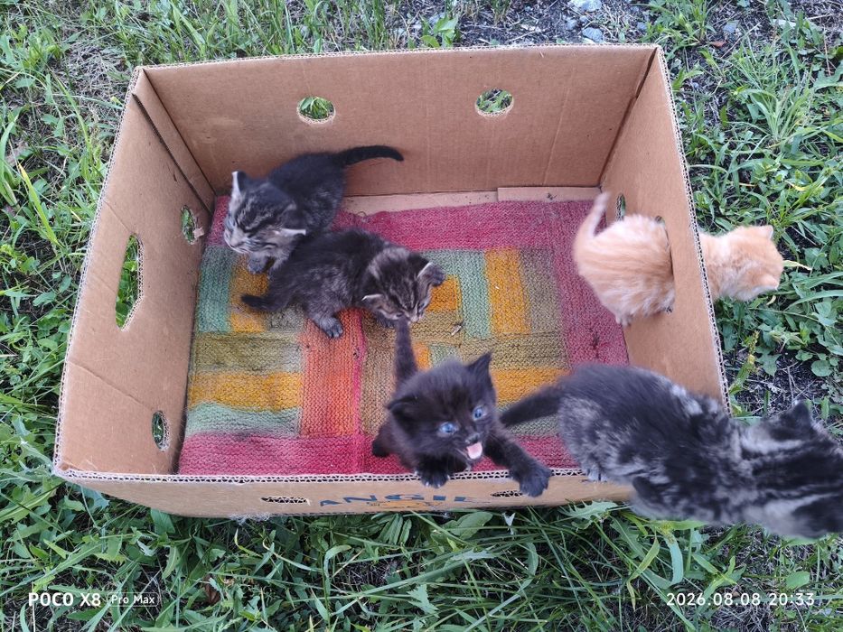 Срочно Отдам котят в добрые руки
