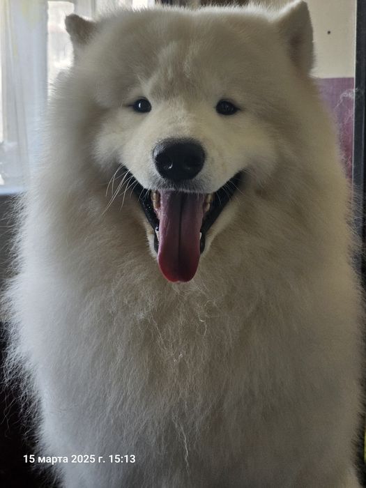 Привозные кобели Самоеда для вязки