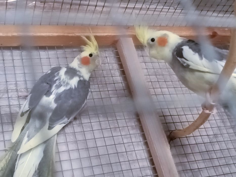 Молодой попугай корелла