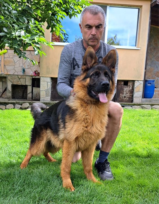 Развъдник за немски овчарки