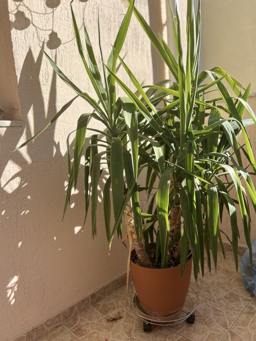 Юка стайно цвете