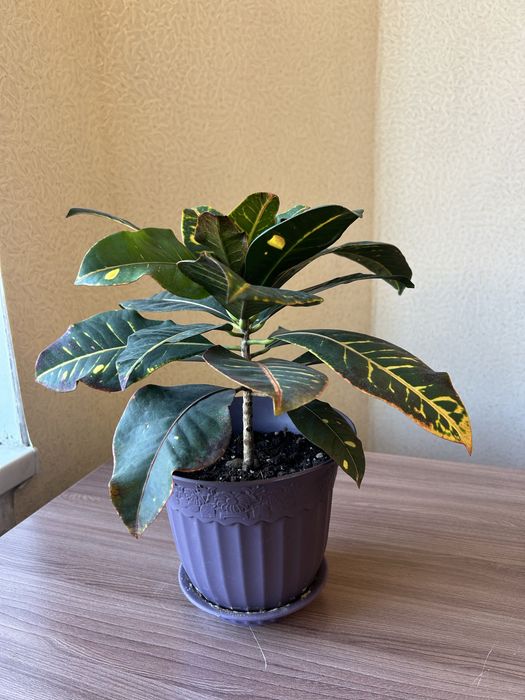 Комнатный цветок Кротон