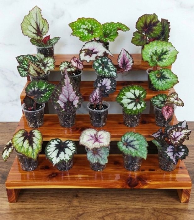 Детки бегоний сортовых