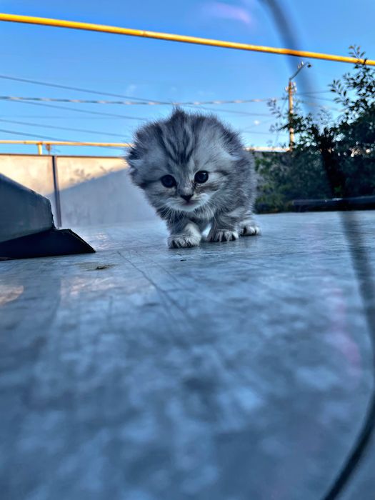 Котята шиншилла