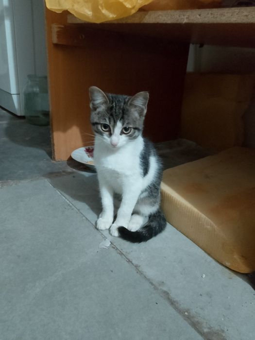 Отдам даром котенка