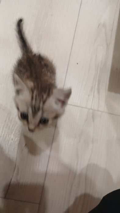 Отдам котенка 1 месяц
