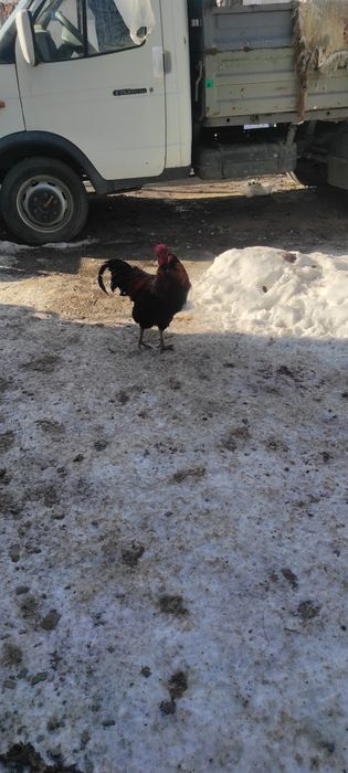 Петухи домашнее красивые