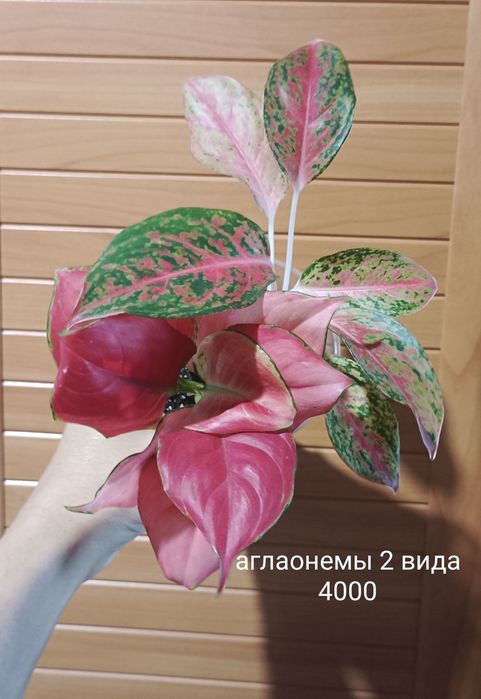 Комнатные цветы разные