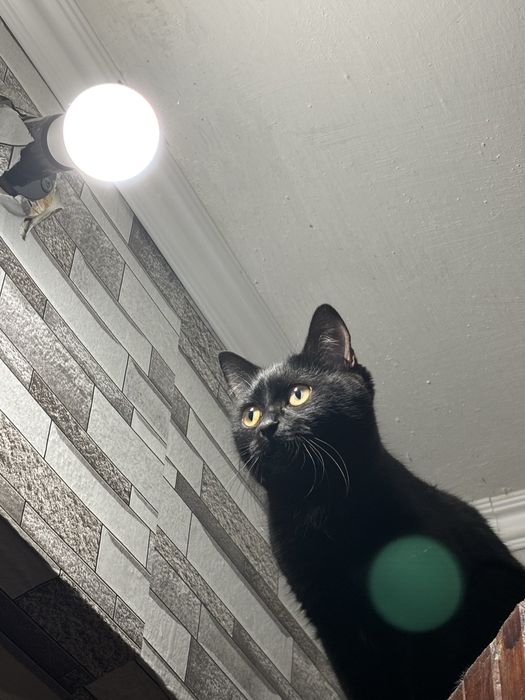 Отдам кошку в добрые руки