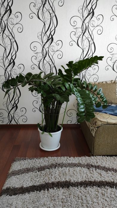 Замиакулькас.10000тг.