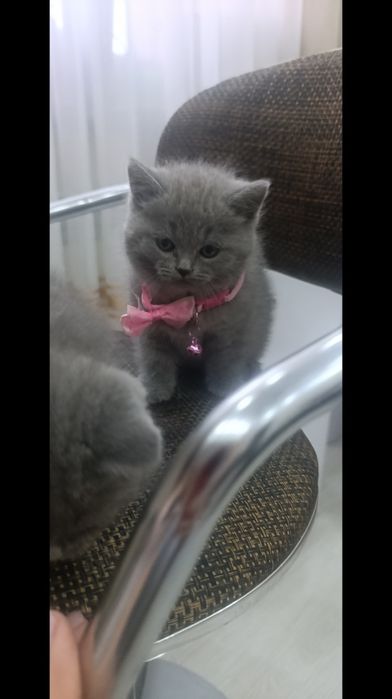 Чистокровные британцы