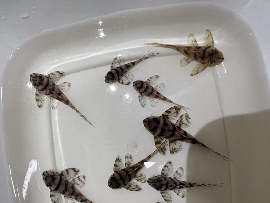 L333 gold,L333 albino,L401 ,L236 SW и SY