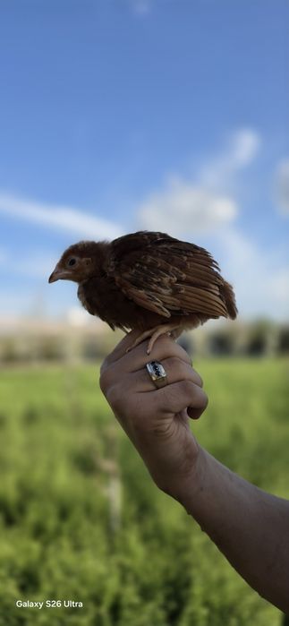 Ханхеп товуклари ва жужалари Xanxep tovuqlari va jo'jalari