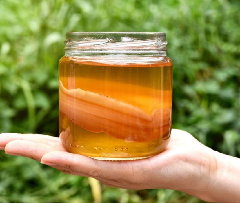 Чайный гриб - Комбуча