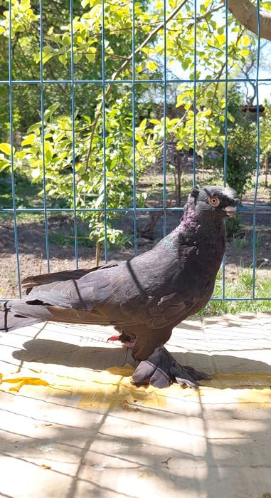 Голуби игровых кровей