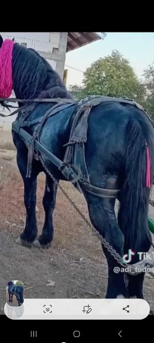 De vânzare harmăsar de 6 ani