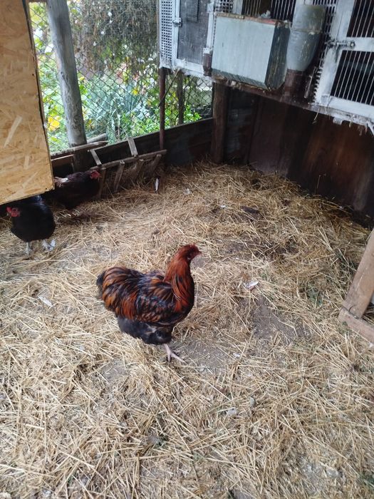 Vânzare iepuri și cocosi