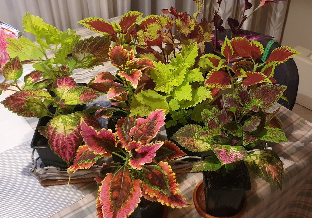 Колеусы сортовые