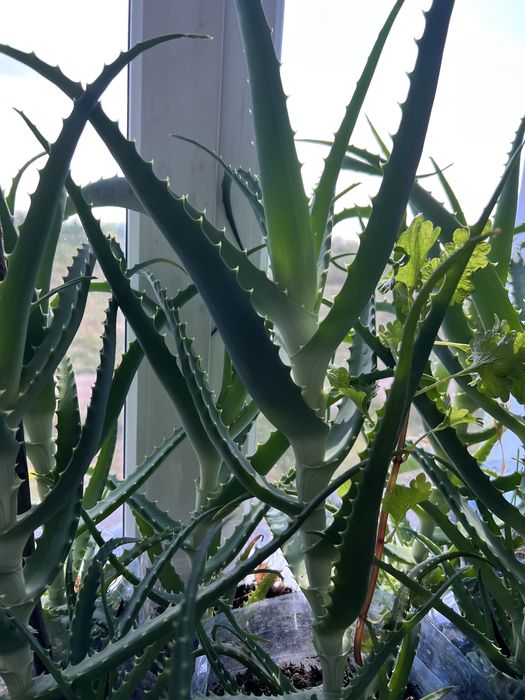 Распродажа АЛОЭ 5 лет