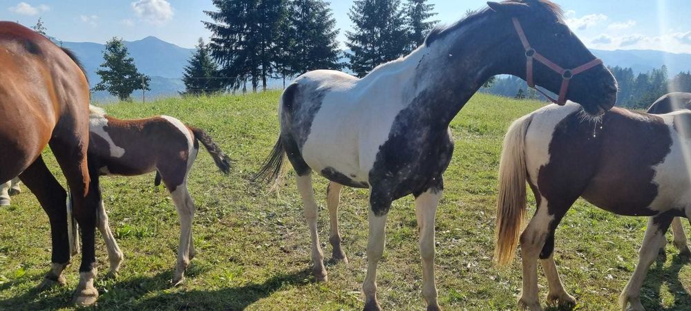 Iapa de calarie Apalusa din Olanda