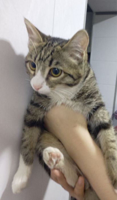 Отдам хорошый руки , Yahshi qariman diganla bosa beramiz tekin