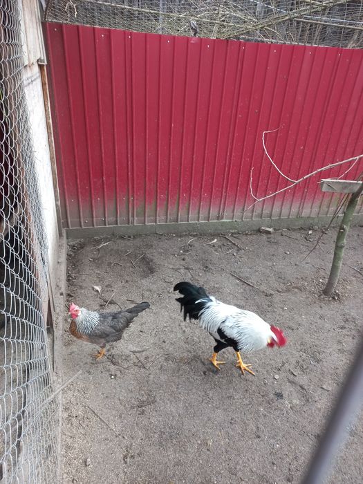 Oua incubat italiana argintie