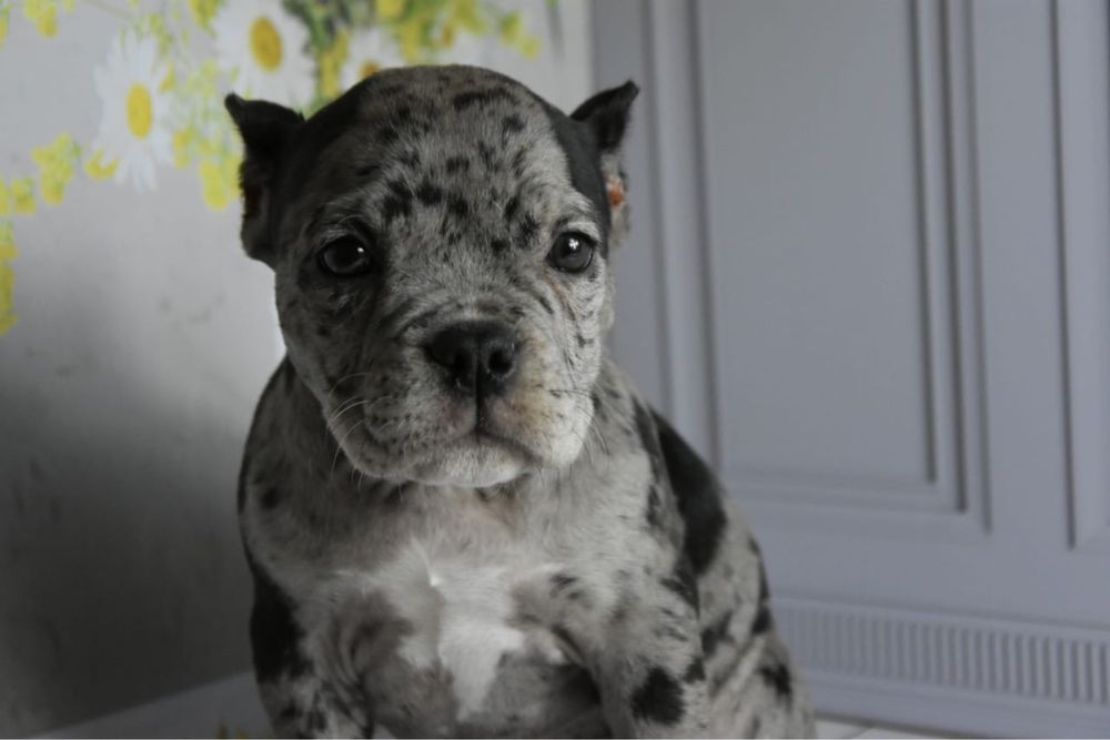 Американская булли