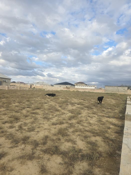 Бөліп төлеуге жер сатамын Тельманнан