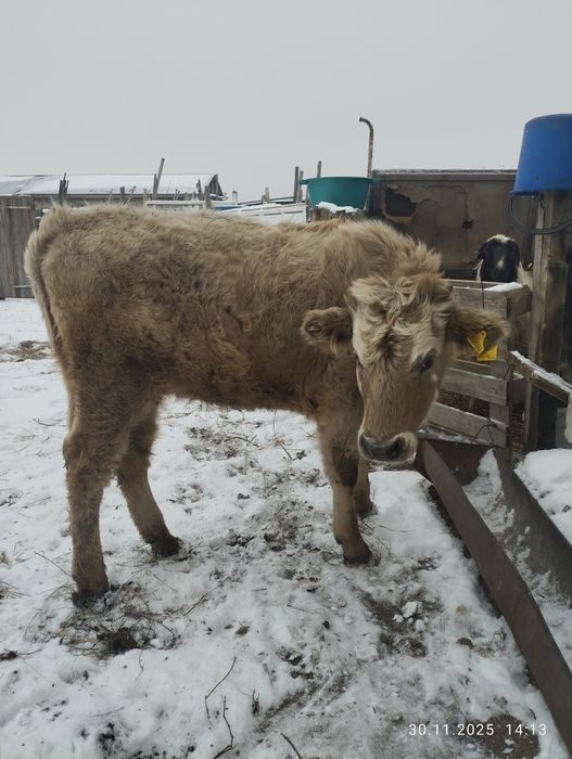 Продам тёлочку 7 месяцев