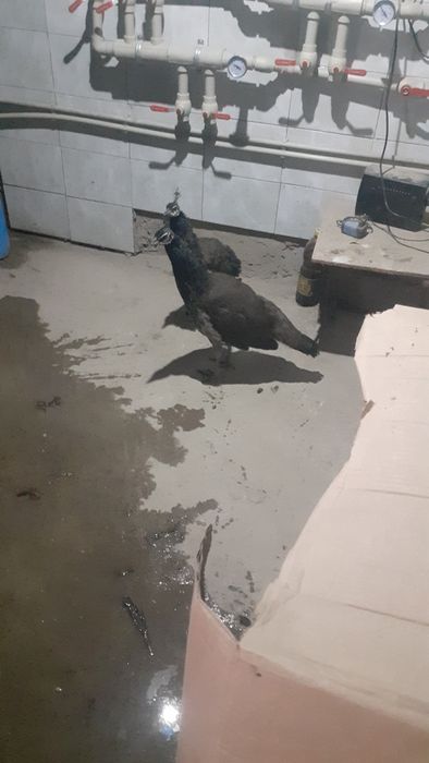 Продам павлинов семеику.