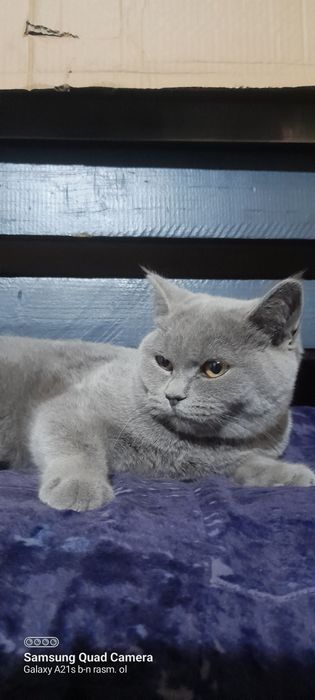 Mushuk British shorthair