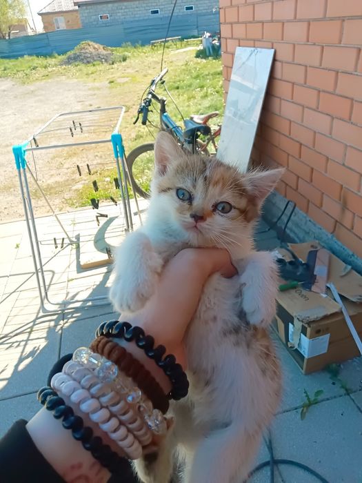 Котенок в добрые руки