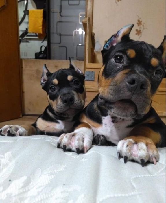 Щенки американский булли