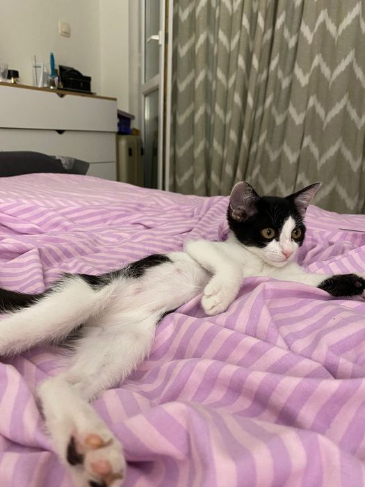 Котенце, момиче, 3 месеца