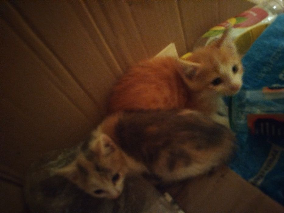 Mushuk sotiladi кошка