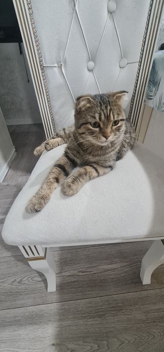 Кошечка бесплатно