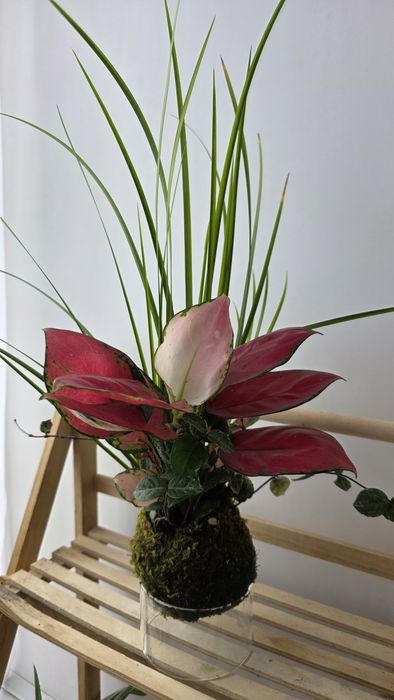 Продам композицию из растений кокедама