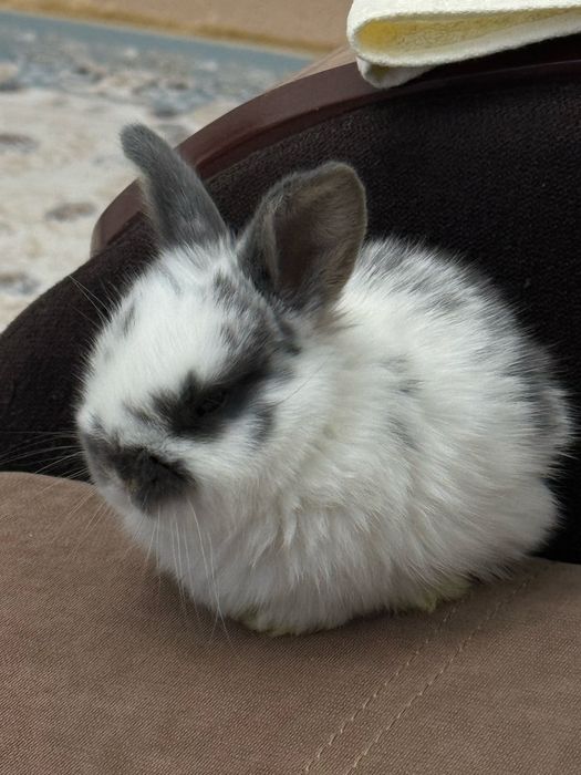 3 апталық көжек кіп кішкентай.