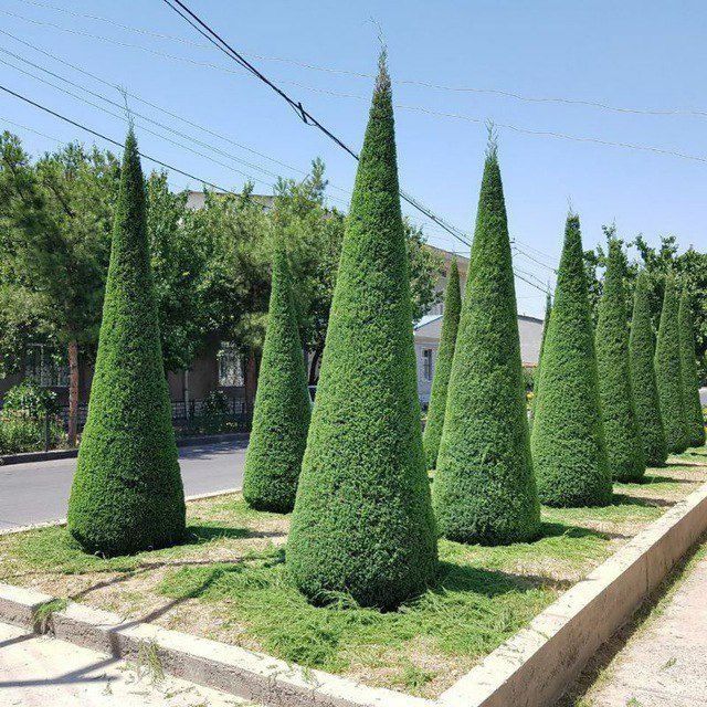 Archa stirichk qilish gazong ekosh lanshaf qilish