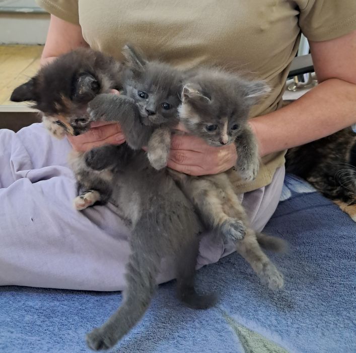 Кошечки в добрые руки