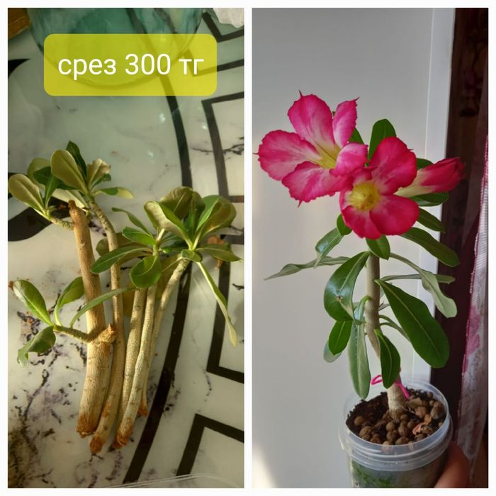 Продам комнатные цветы