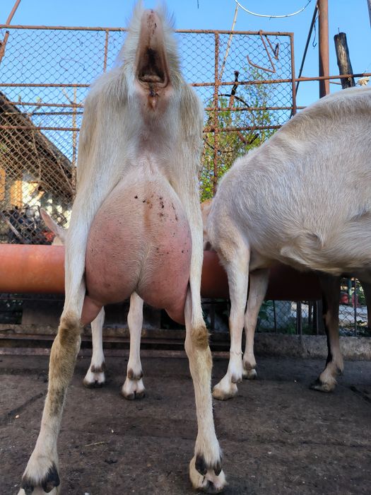 Capre și ieduțe Saanen de Vânzare