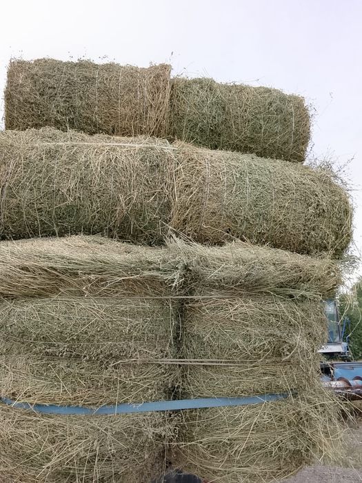 Сено жоношка урлон люцерна сатамын