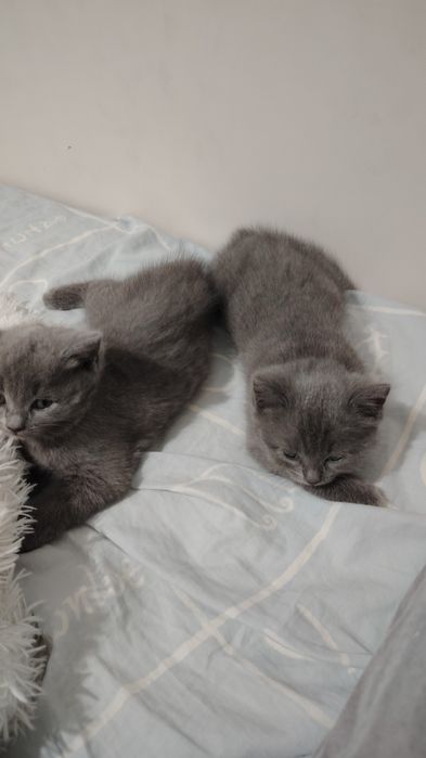 Шотландские котята